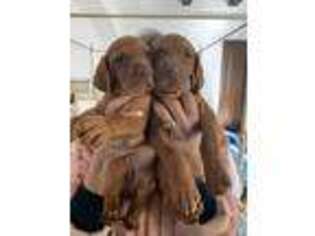 Vizsla Puppy for sale in Sugar Land, TX, USA