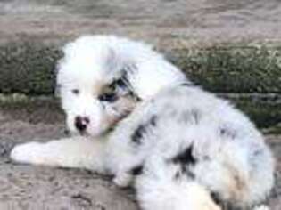 Australian Shepherd Puppy for sale in Zolfo Springs, FL, USA