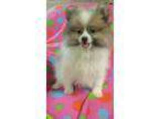 Pomeranian Puppy for sale in La Monte, MO, USA