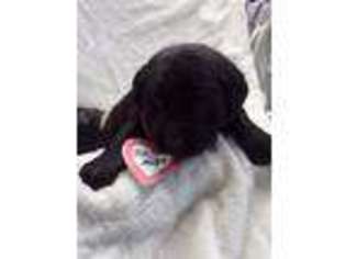 Labrador Retriever Puppy for sale in New Enterprise, PA, USA