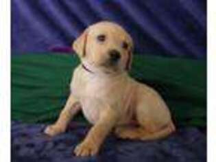 Labrador Retriever Puppy for sale in Reading, PA, USA
