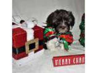 Havanese Puppy for sale in Foley, MN, USA