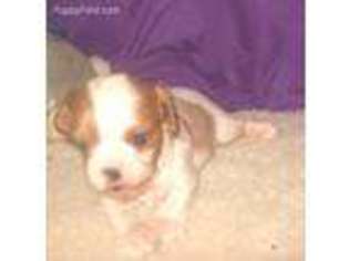 Cavalier King Charles Spaniel Puppy for sale in Harrison, SD, USA