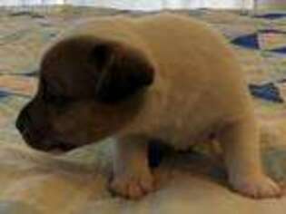 Jack Russell Terrier Puppy for sale in Dorris, CA, USA