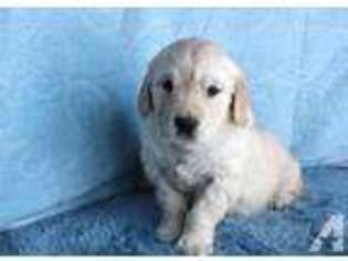 Golden Retriever Puppy for sale in TRYON, NC, USA