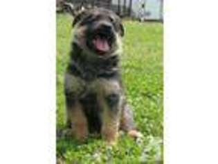 German Shepherd Dog Puppy for sale in DEXTER, MO, USA