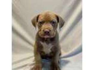 Mutt Puppy for sale in Lebanon, OR, USA