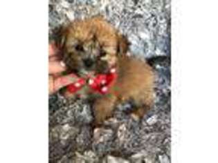 Shorkie Tzu Puppy for sale in Austin, TX, USA