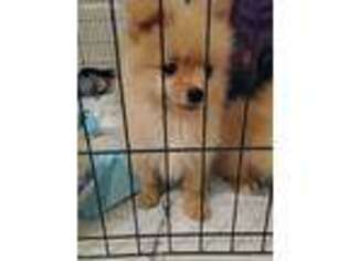 Pomeranian Puppy for sale in Reno, NV, USA