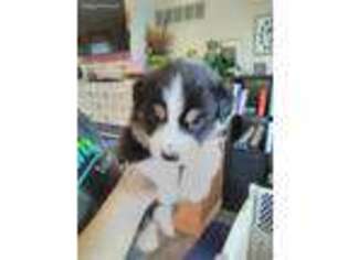 Australian Shepherd Puppy for sale in Bangor, MI, USA