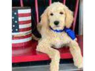 Goldendoodle Puppy for sale in Van, TX, USA