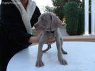 Weimaraner Puppy for sale in Henderson, NV, USA