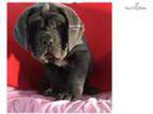 Neapolitan Mastiff Puppy for sale in Nashville, TN, USA