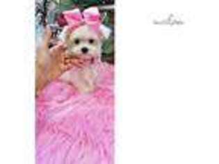 Maltese Puppy for sale in Fort Lauderdale, FL, USA