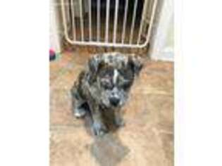 Olde English Bulldogge Puppy for sale in Newtown, CT, USA