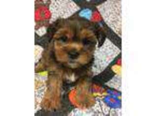Shorkie Tzu Puppy for sale in Jewell, IA, USA