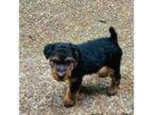Welsh Terrier Puppy for sale in Brentwood, TN, USA