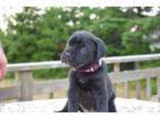 Cane Corso Puppy for sale in WALDPORT, OR, USA