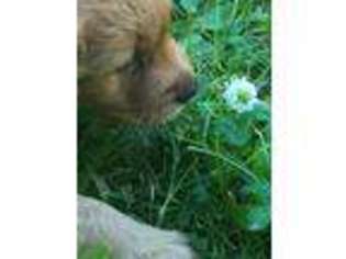 Golden Retriever Puppy for sale in Esko, MN, USA