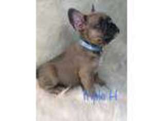 French Bulldog Puppy for sale in College Station, TX, USA