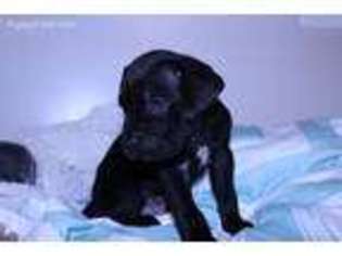 Cane Corso Puppy for sale in Sugarcreek, OH, USA