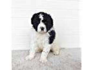 Saint Berdoodle Puppy for sale in Millersburg, OH, USA