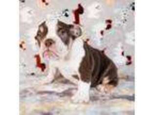 Bulldog Puppy for sale in Colorado Springs, CO, USA