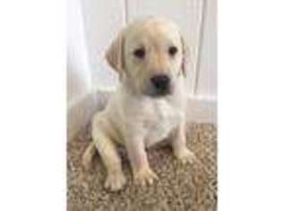 Labrador Retriever Puppy for sale in Greenfield, IN, USA