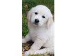 Golden Retriever Puppy for sale in Big Cove Tannery, PA, USA