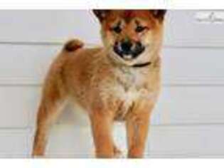Shiba Inu Puppy for sale in South Bend, IN, USA