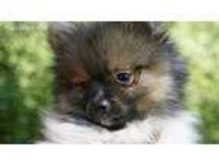 Pomeranian Puppy for sale in Clarkston, MI, USA