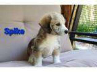 Pembroke Welsh Corgi Puppy for sale in Harrison, MI, USA