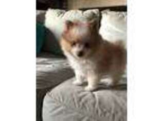 Pomeranian Puppy for sale in Hampton, VA, USA