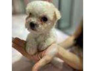 Mutt Puppy for sale in Keller, TX, USA