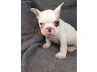 French Bulldog Puppy for sale in Niangua, MO, USA