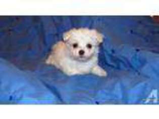 Maltese Puppy for sale in PRAIRIE GROVE, AR, USA