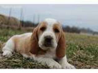 Basset Hound Puppy for sale in Bolivar, MO, USA