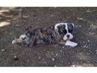 Olde English Bulldogge Puppy for sale in Coeur D Alene, ID, USA