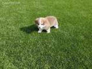 Pembroke Welsh Corgi Puppy for sale in Poway, CA, USA