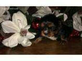 Cavalier King Charles Spaniel Puppy for sale in Ontario, NY, USA