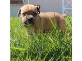 Staffordshire Bull Terrier Puppy for sale in Goshen, IN, USA
