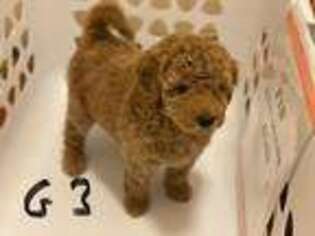 Goldendoodle Puppy for sale in Atlanta, GA, USA