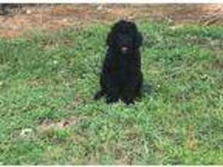 Labradoodle Puppy for sale in Dover Plains, NY, USA