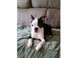 Boston Terrier Puppy for sale in Alliance, OH, USA