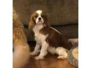 Cavalier King Charles Spaniel Puppy for sale in Taylor, AZ, USA