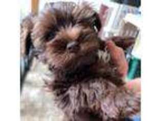 Mutt Puppy for sale in Burbank, WA, USA