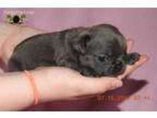 French Bulldog Puppy for sale in College Corner, OH, USA