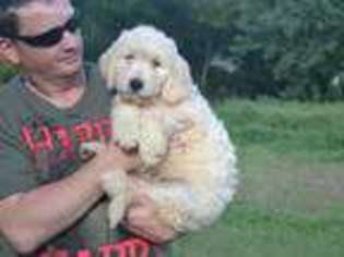 Goldendoodle Puppy for sale in Seymour, MO, USA