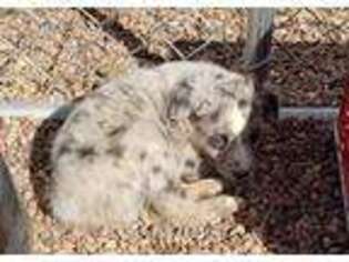 Miniature Australian Shepherd Puppy for sale in Taylor, AZ, USA