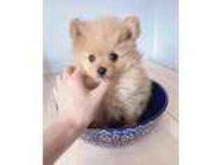 Pomeranian Puppy for sale in Whitestone, NY, USA